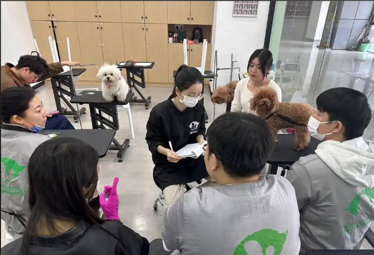长春市宠物剪毛宠物美容培训学校 - 价格